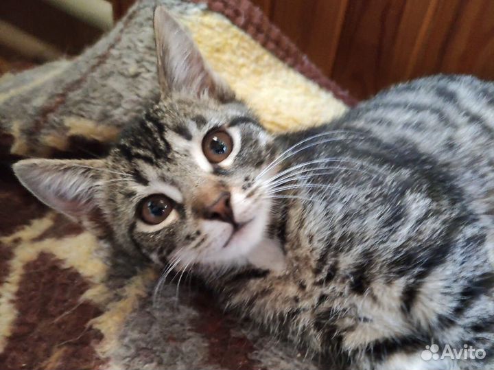 Кошка, 7 мес