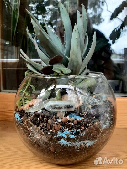 Флорариум с суккулентами