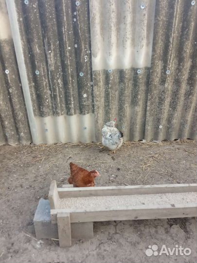 Яйцо инкубационное