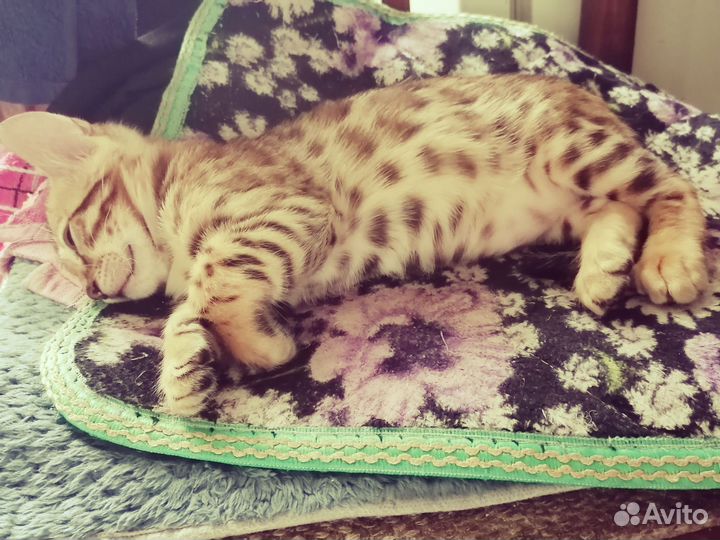 Бенгальский котёнок