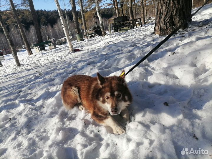 Хаски - рыжий