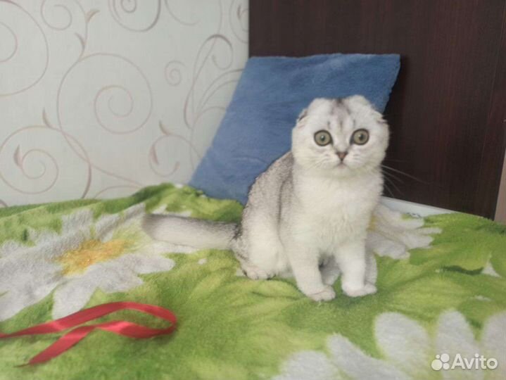 Евлампия скоттиш фолд
