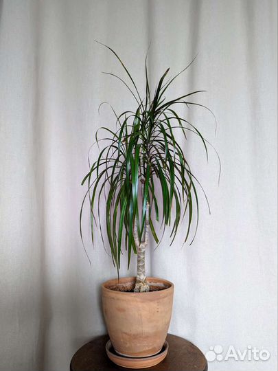 Комнатные растения в горшках