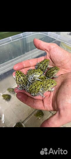 Лягушка водонос