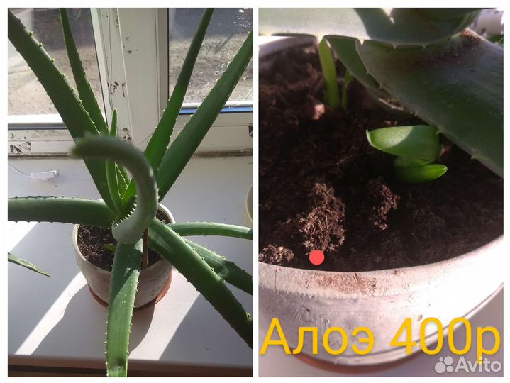 Комнатные растения