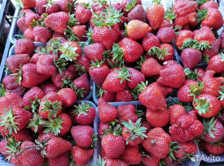 Рассада Клубники