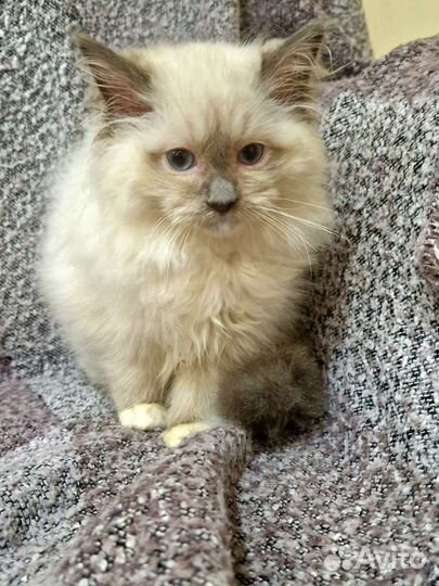 Котенок регдолл, девочка