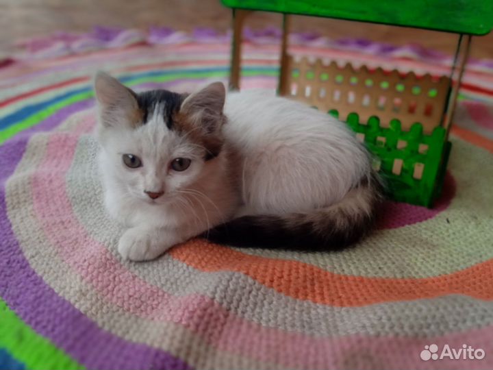 Котята отдам даром