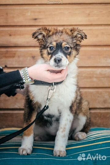 Девочка трехцветная