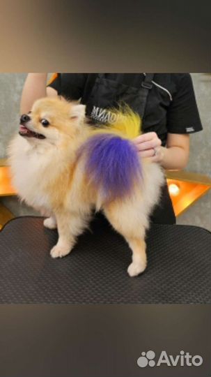 Стрижка собак груминг