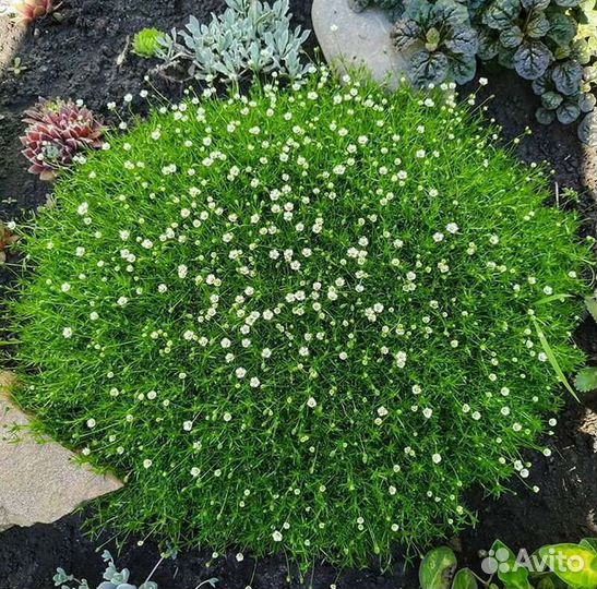 Мшанка шиловидная, Очиток (седум) 