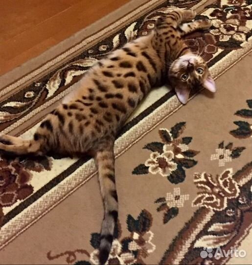 Бенгальский кот в добрые руки
