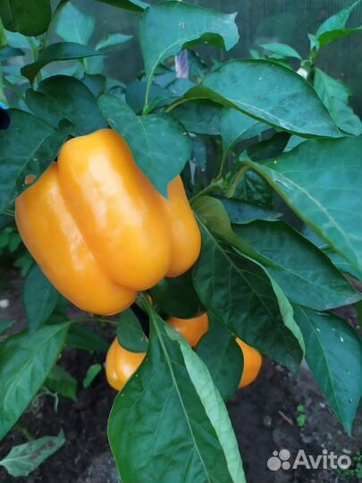 Рассада перца сладкого