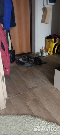Кот и кошка