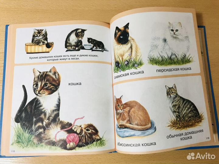 Животные - энциклопедия для малышей