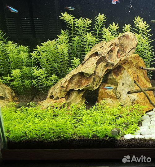 Хемиантус микрантемоидес