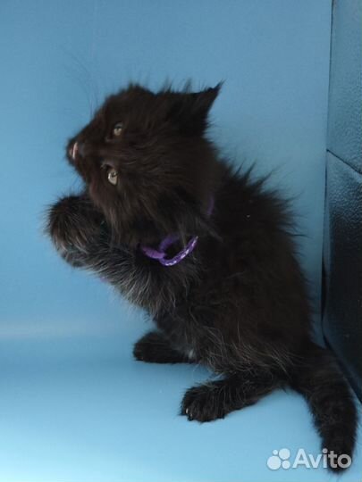 Котята мейн-кун полидакт