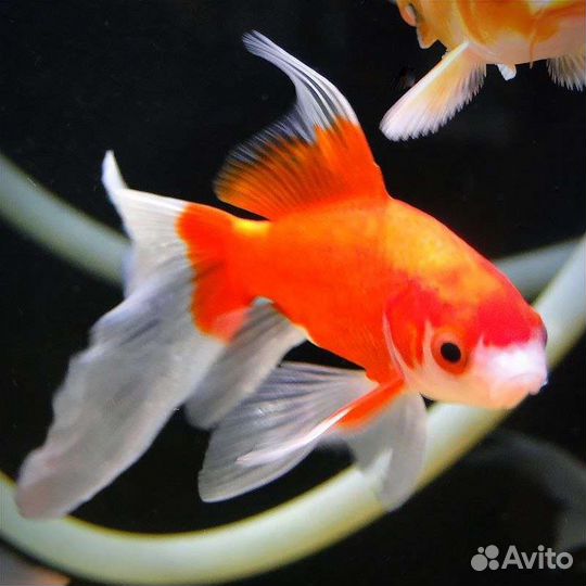 Аквариумные рыбки