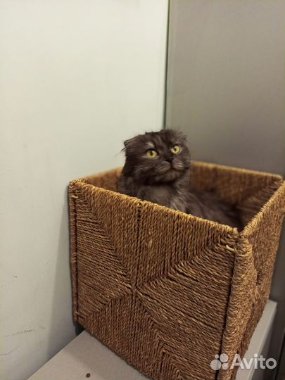Кошка в добрые руки