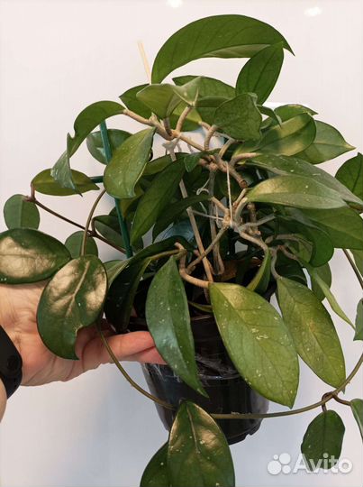 Хойя карноза