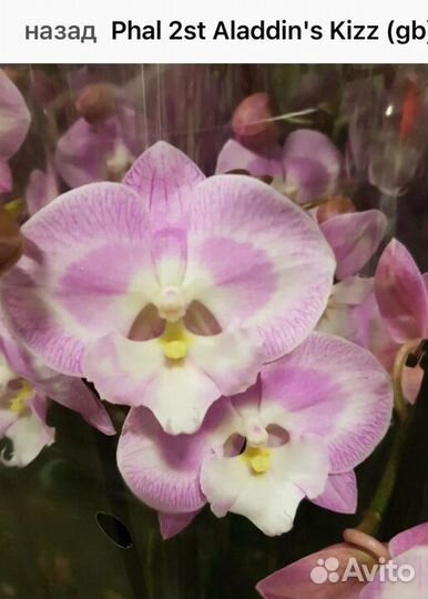 Орхидея фаленопсис