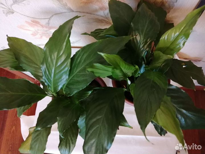 Спатифиллум/хлорофитум