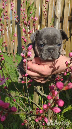 Французский бульдог лилак тан