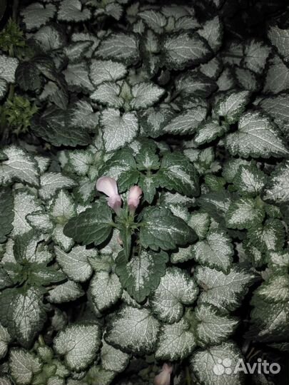 Растения для сада и дачи