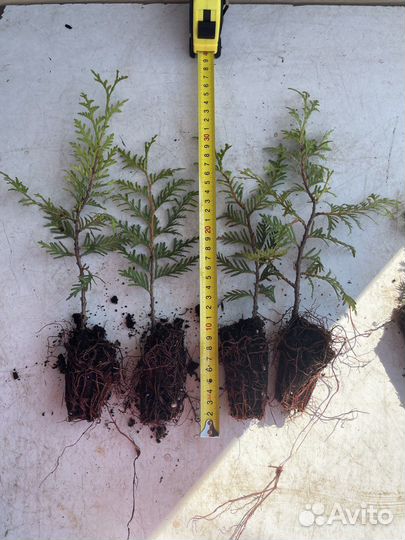 Саженцы хвойных растений