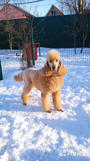 Щенки большого пуделя