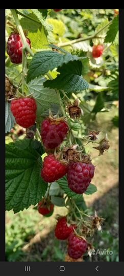 Дача 47 м² на участке 6 сот.