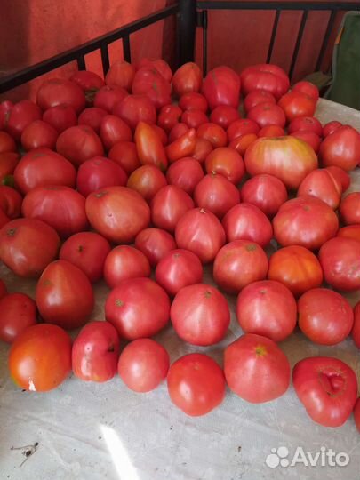 Помидоры садовые