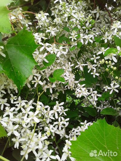 Продаю цветы, рассаду