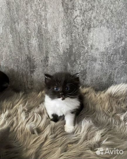 Сибирские котята