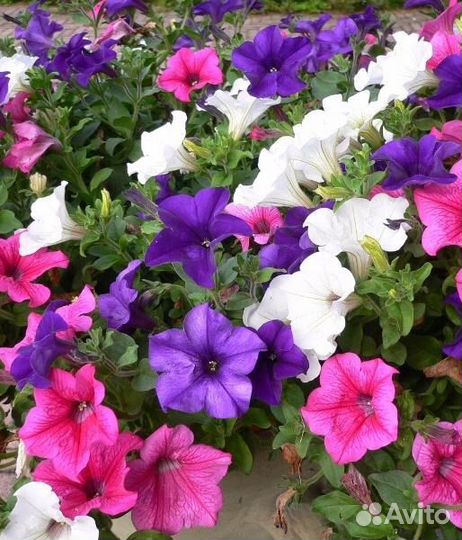 Рассада петунии