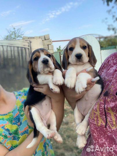 Щенки бигля