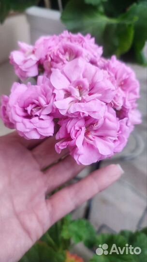 Пеларгония Ю-Мерлизон 2