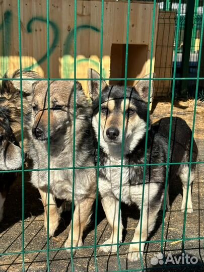 Маленькие и коротколапые песики в поисках дома