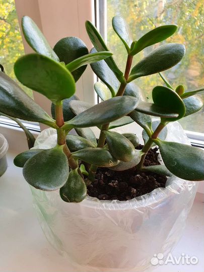 Толстянка (живое дерево, денежное)