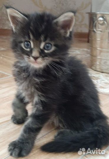 Котёнок Мейн-кун