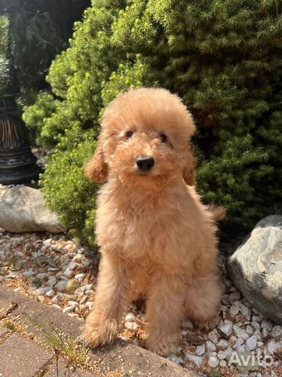 Той пудель мини мальчик