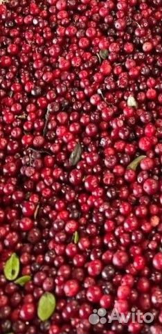 Брусника свежая