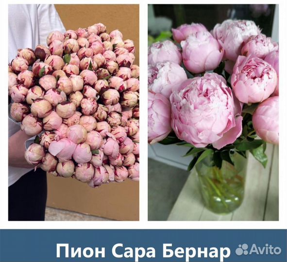 Пионы/Розы/ 9/15/21/51/101