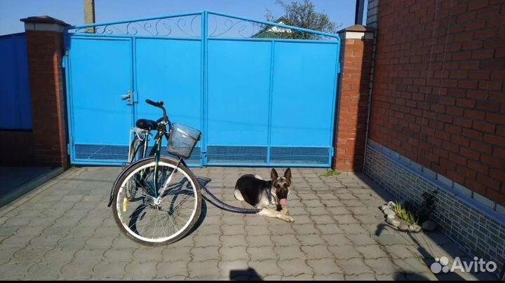 Кобель вео вязка