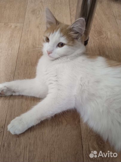 Стрелка ищет дом