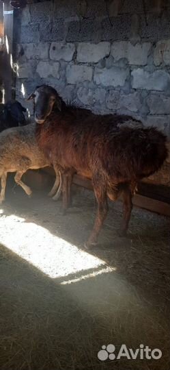 Курдючные бараны