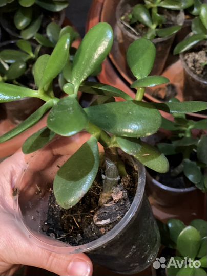 Толстянка Денежное дерево