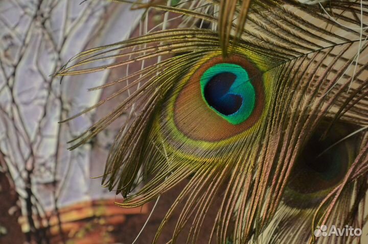 Перо павлина
