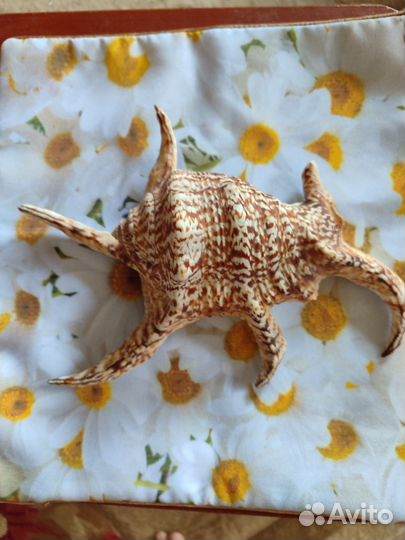 Ракушка морская