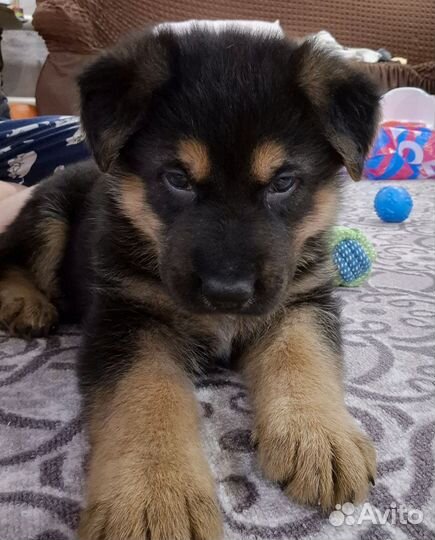 Щенки немецкой овчарки